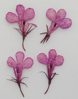 Zinnia Pressed Flower Linked Bracelet