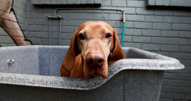 Rub-A-Dub-Dub- Put your Pet in a Tub